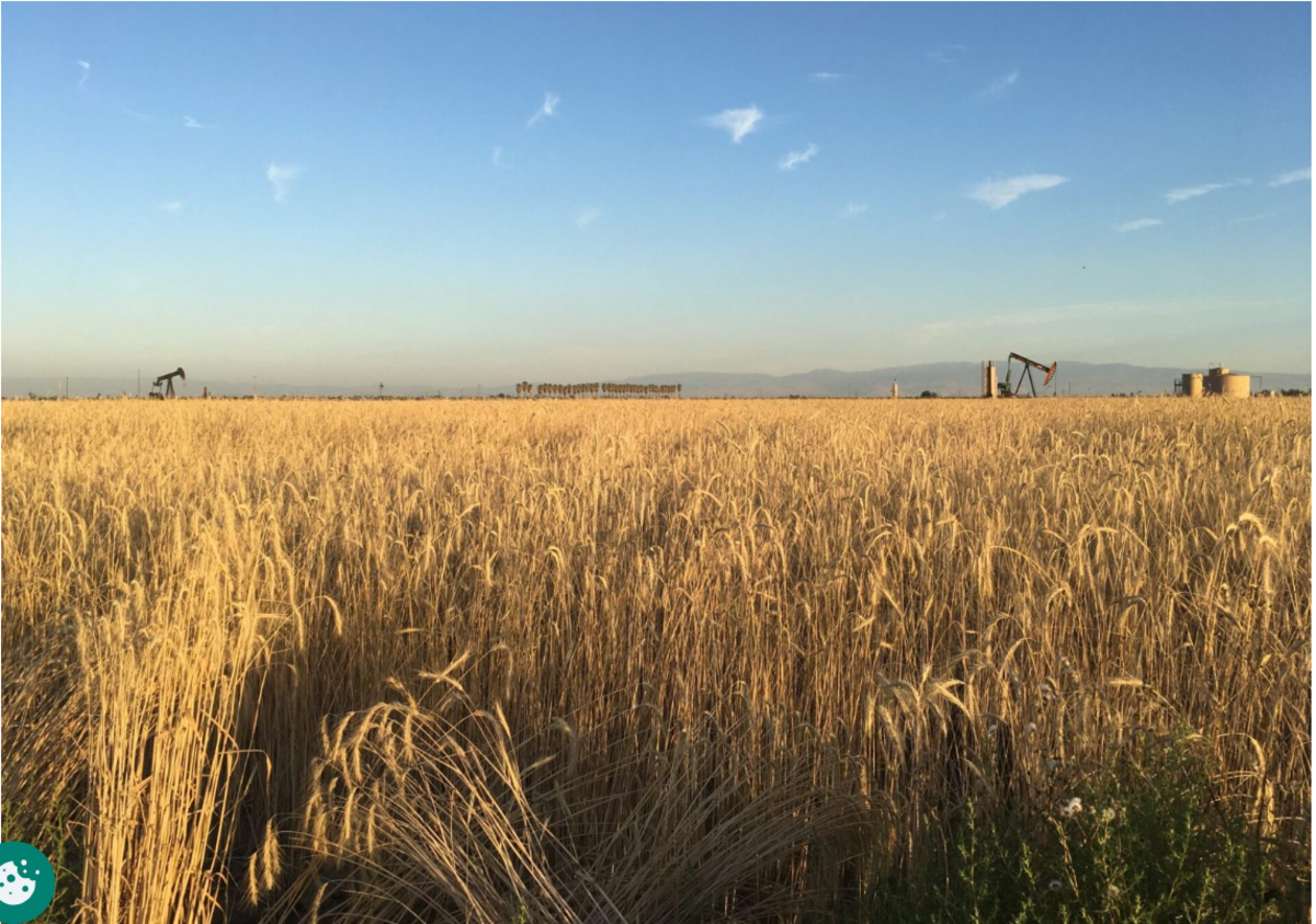 A Kern County wheat field turns golden in this 2019 file photo. Lois Henry / SJV Water